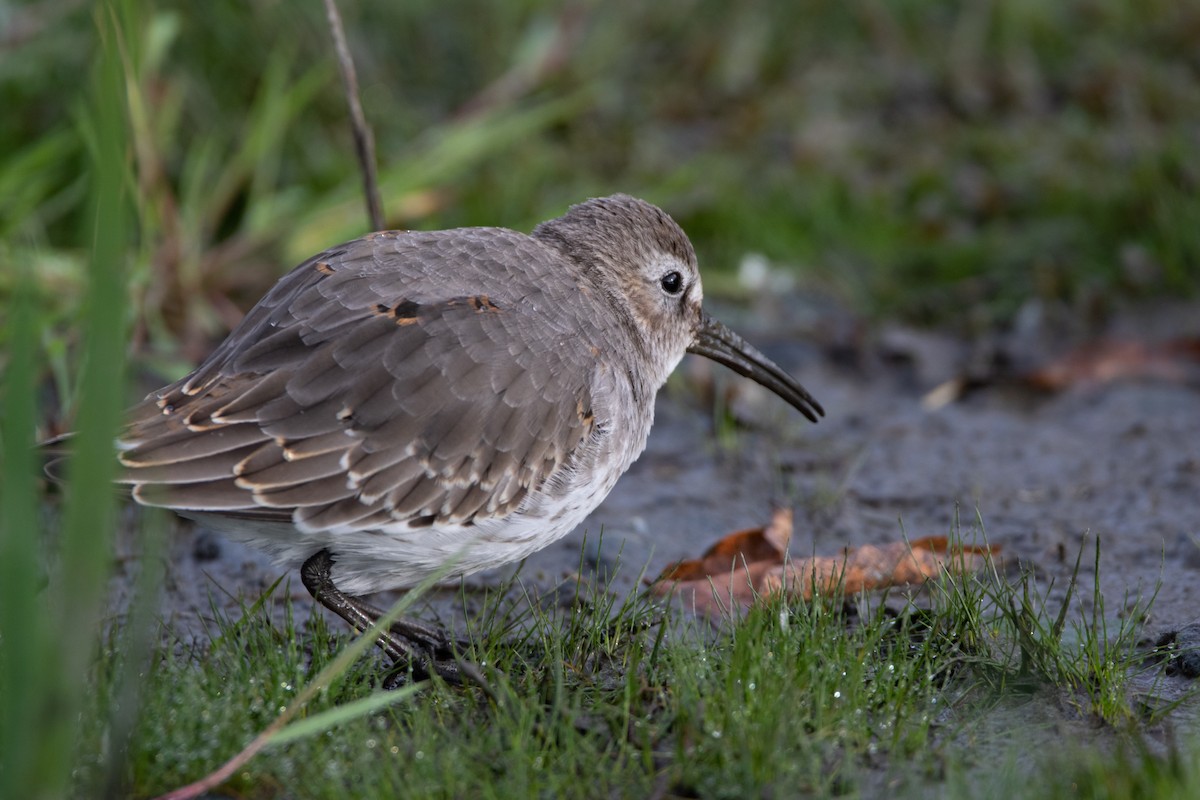 Dunlin - Kent McFarland