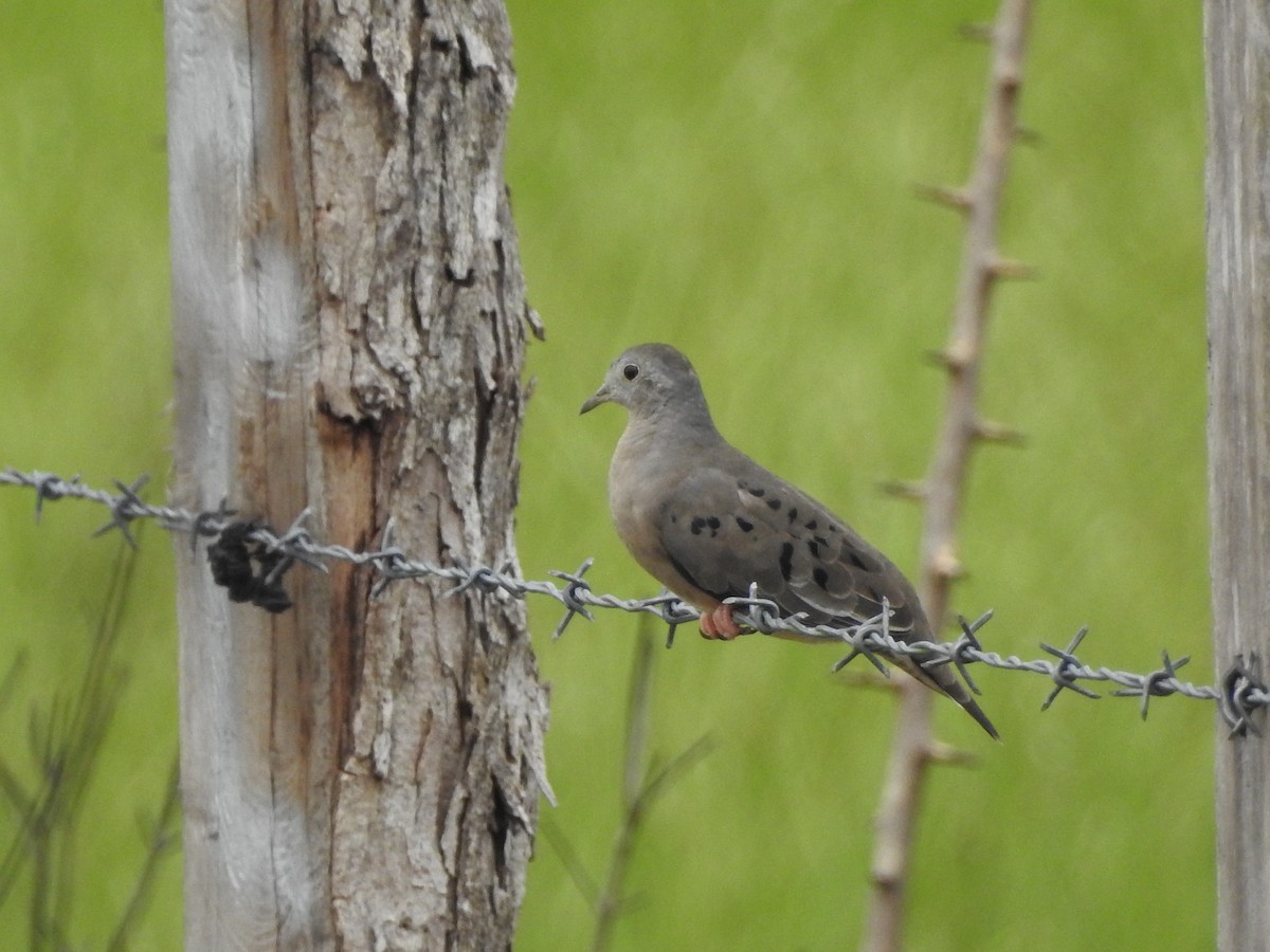 Plain-breasted Ground Dove - ML119254431