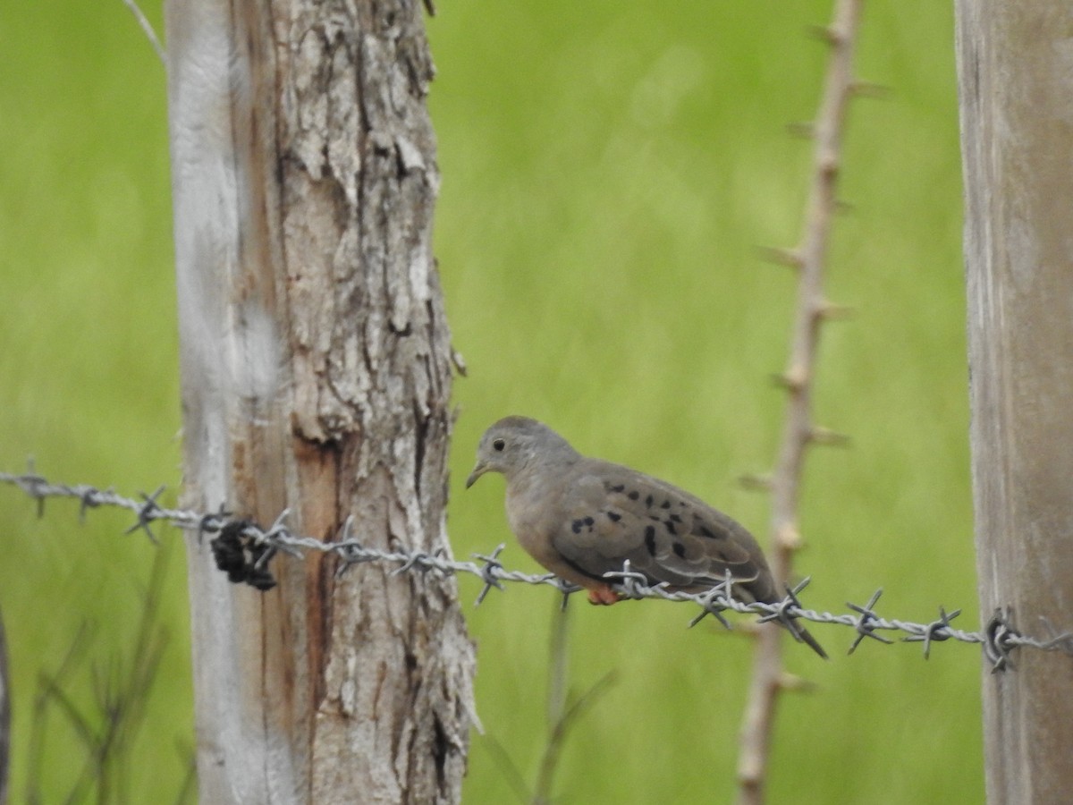 Plain-breasted Ground Dove - ML119254491