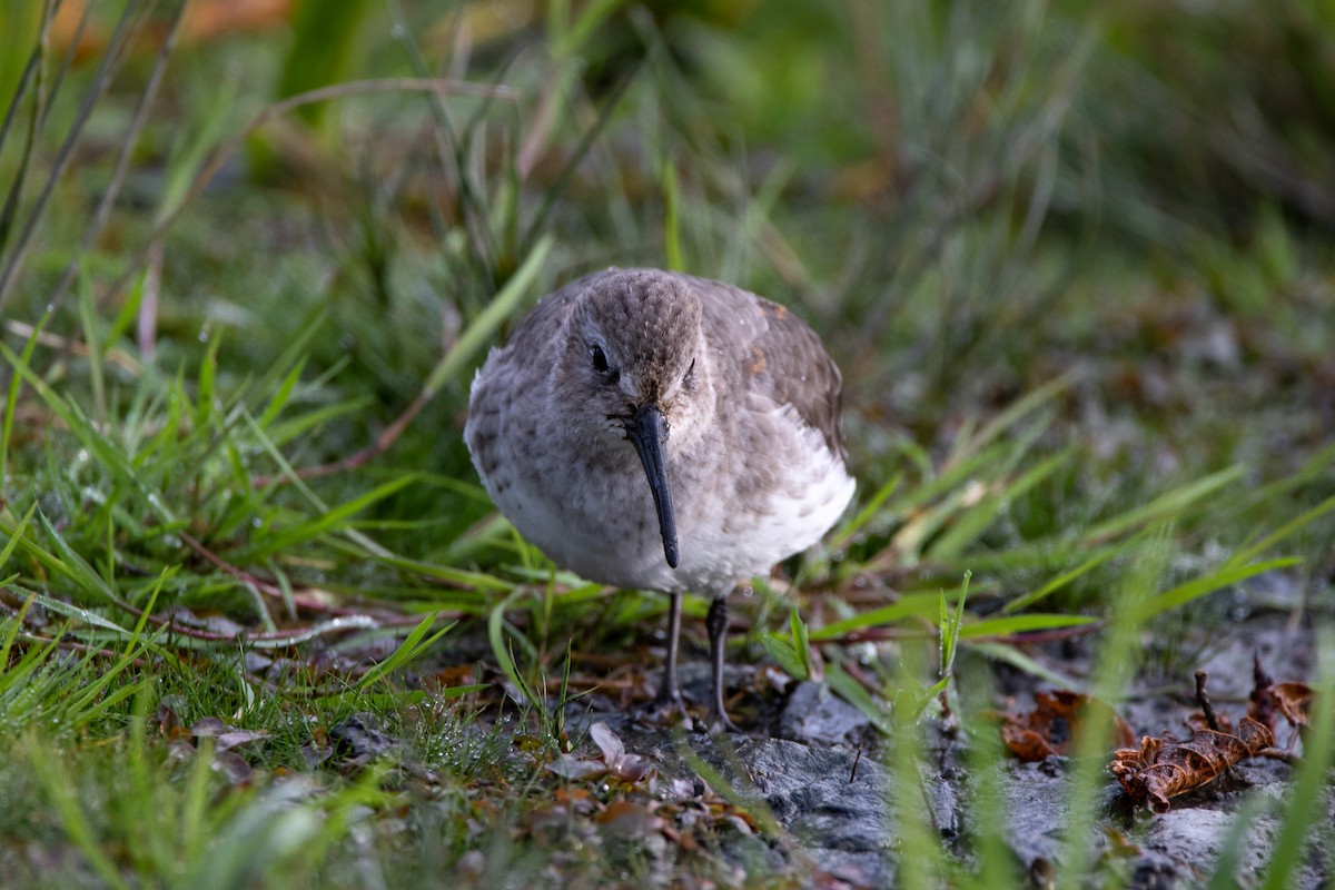 Dunlin - ML119254581