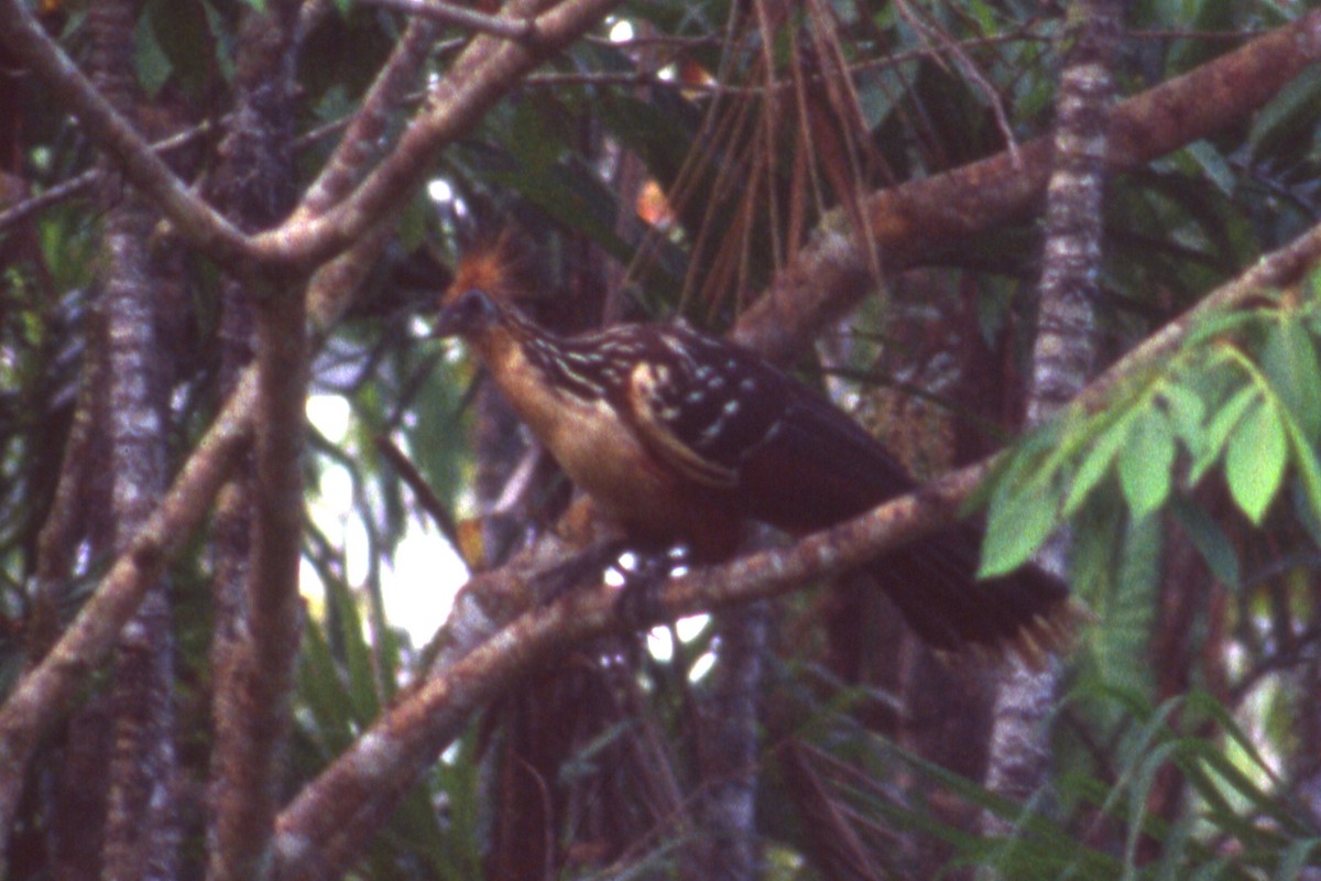 Hoatzin - ML119256001