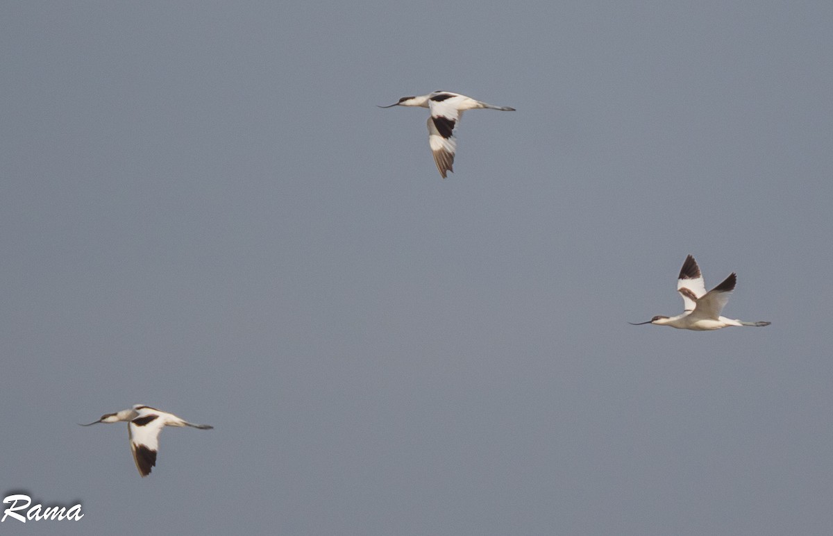 Pied Avocet - ML119259281