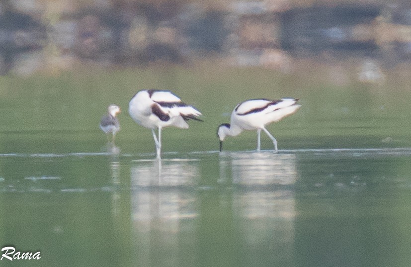 Pied Avocet - ML119259291