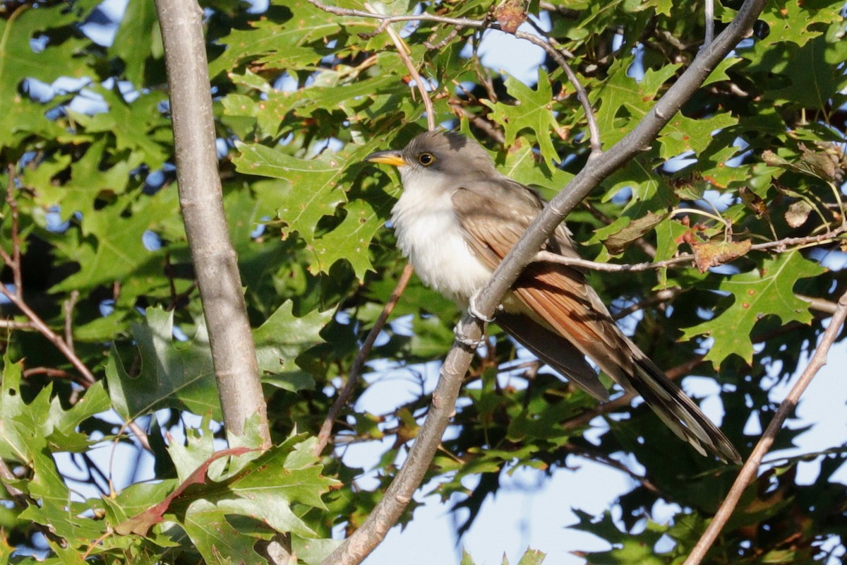 Yellow-billed Cuckoo - cyndi jackson