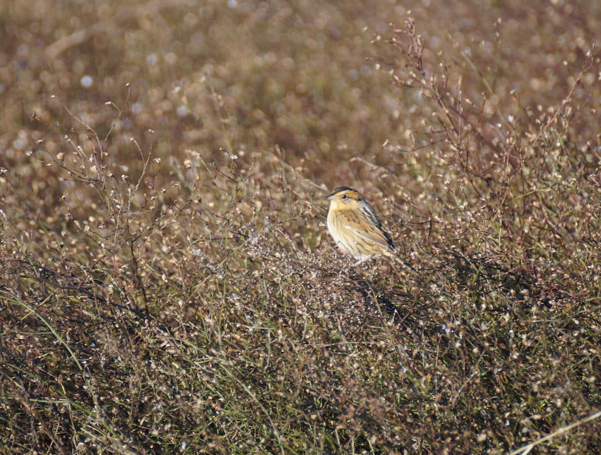 Nelson's Sparrow - Joel Jorgensen