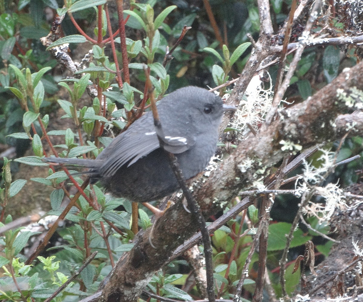 Loja Tapaculo - ML119264701