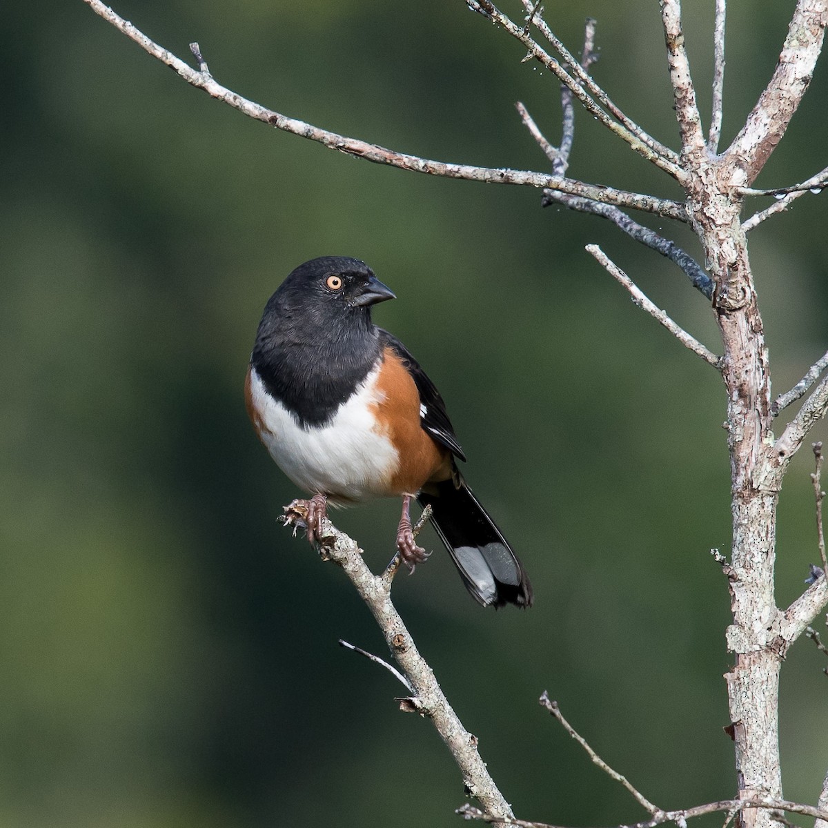 Eastern Towhee (White-eyed) - Melissa James