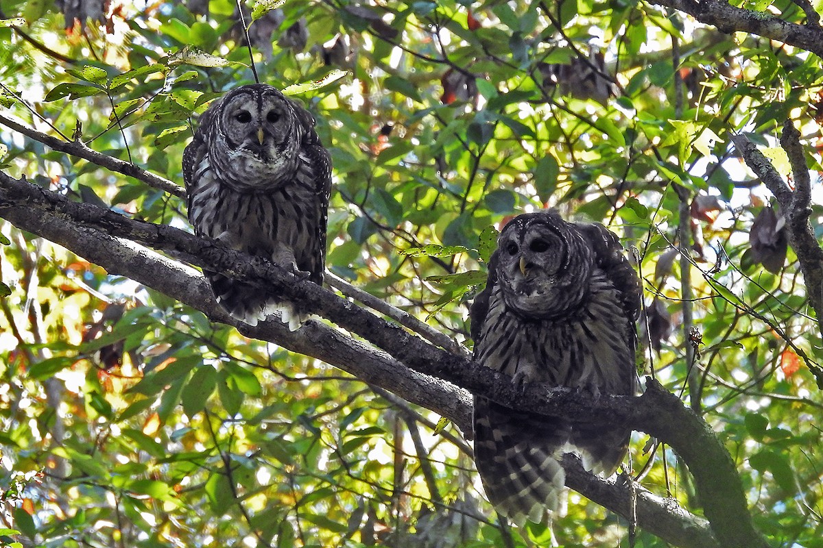 Barred Owl - ML119266381