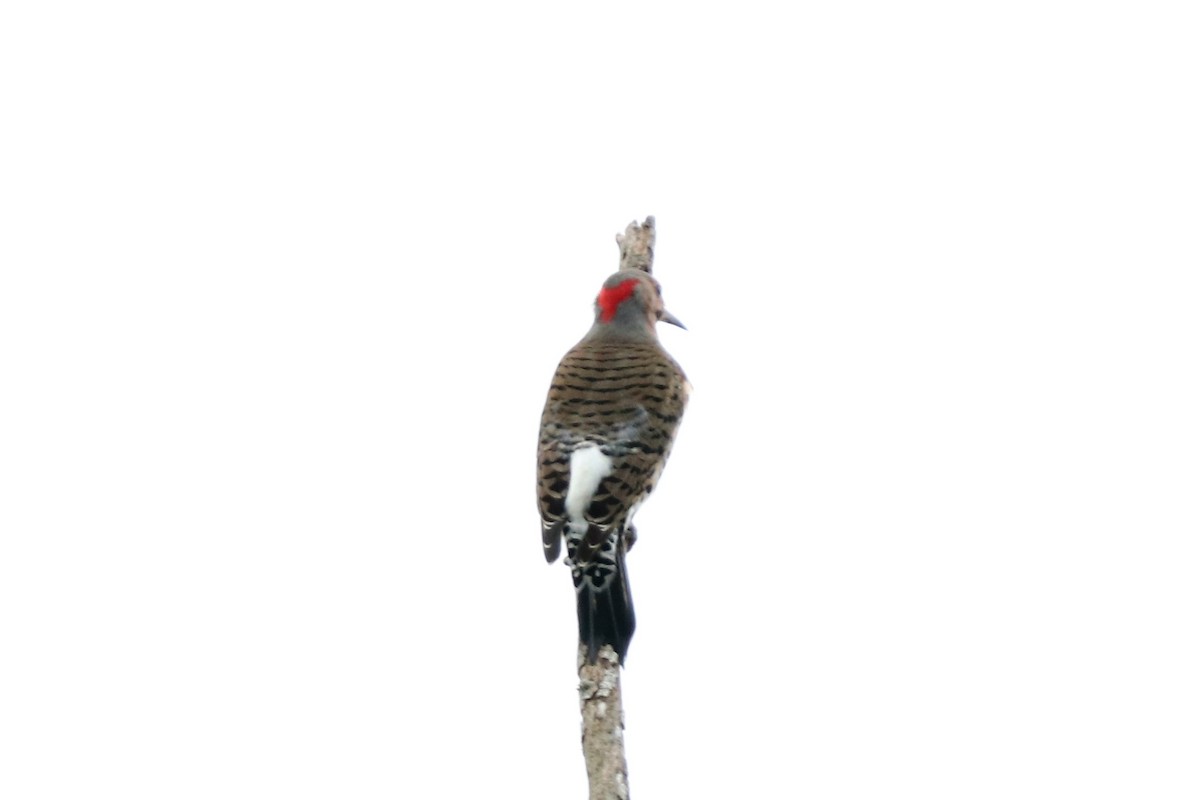 Northern Flicker (Yellow-shafted) - ML119267111