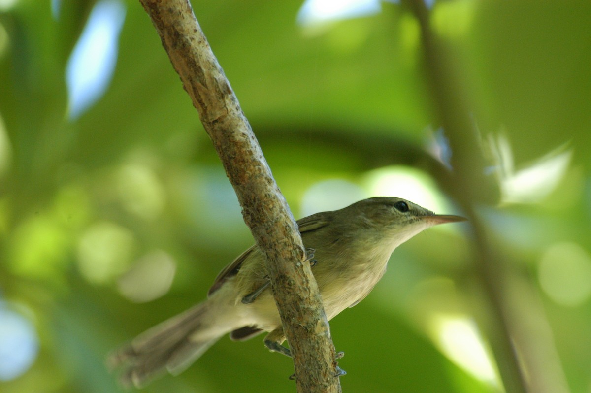 Seychelles Warbler - ML119268141