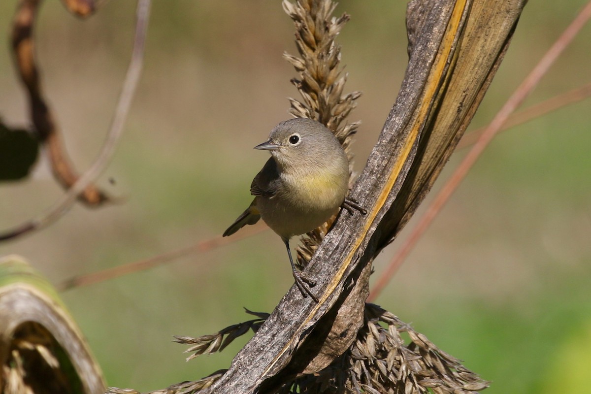 Virginia's Warbler - ML119268501