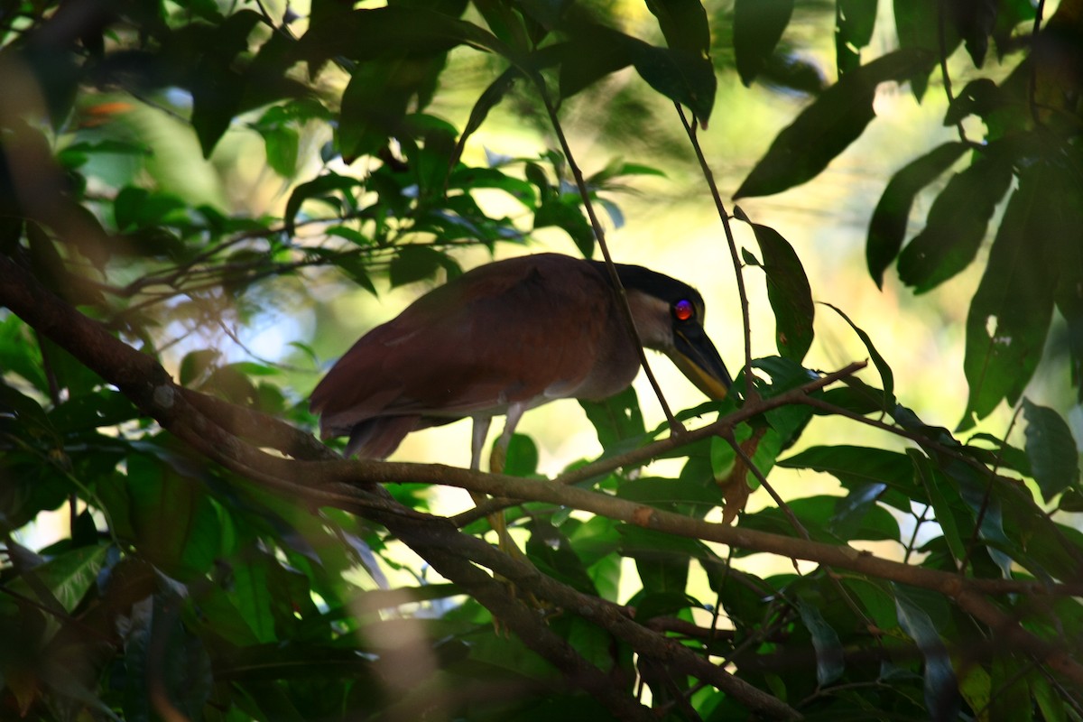 Boat-billed Heron - ML119271641