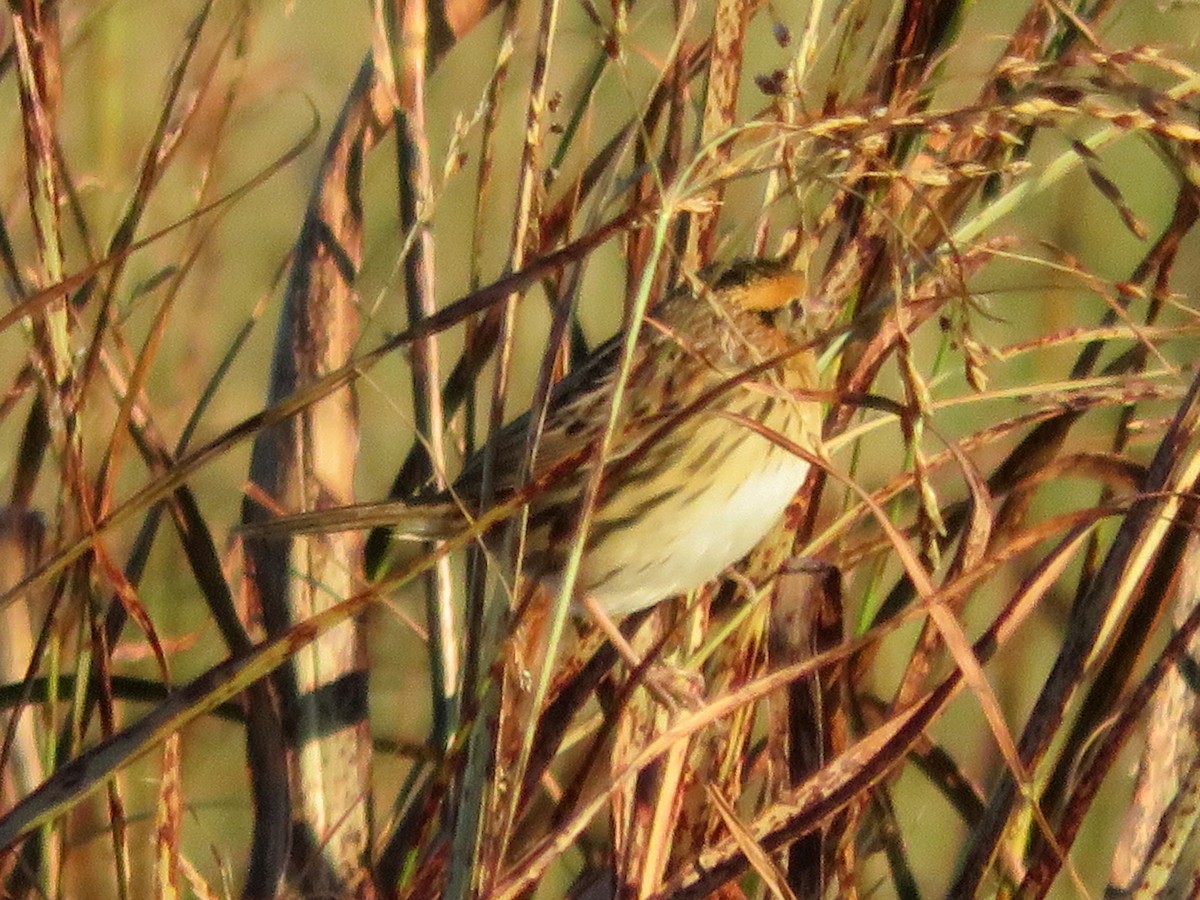 LeConte's Sparrow - ML119271651