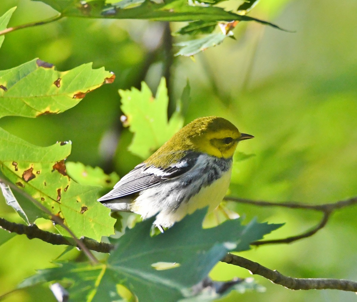 Black-throated Green Warbler - ML119271671