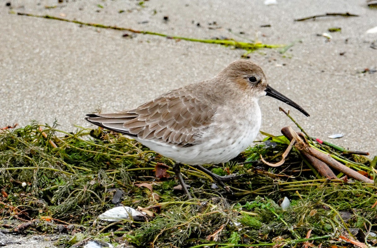 Dunlin - Gale VerHague