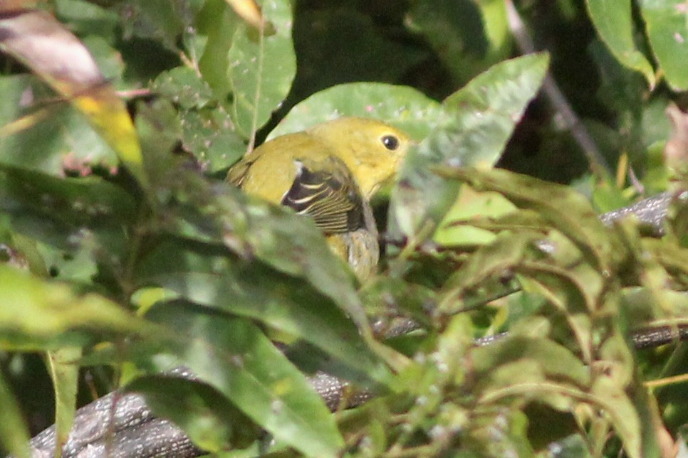 Scarlet Tanager - Timothy P. Jones