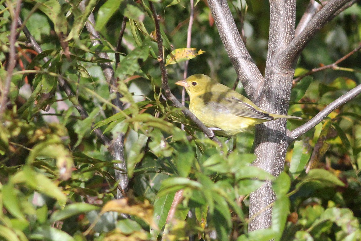 Scarlet Tanager - ML119273991