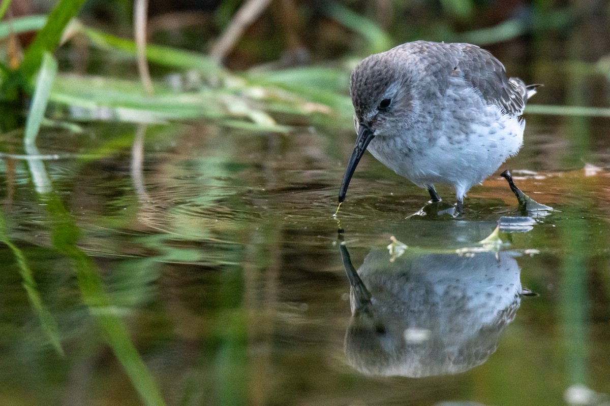 Dunlin - ML119275061