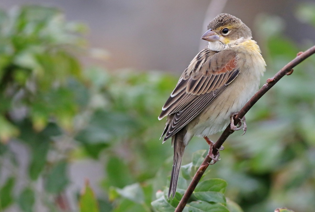 Dickcissel d'Amérique - ML119275971