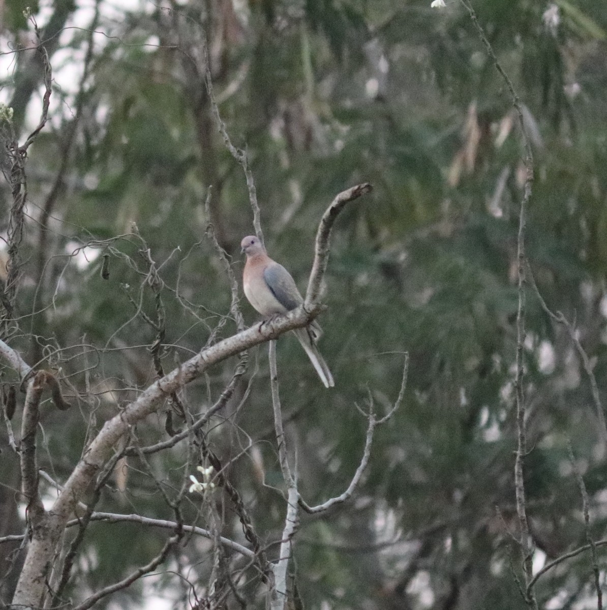 Laughing Dove - ML119277201