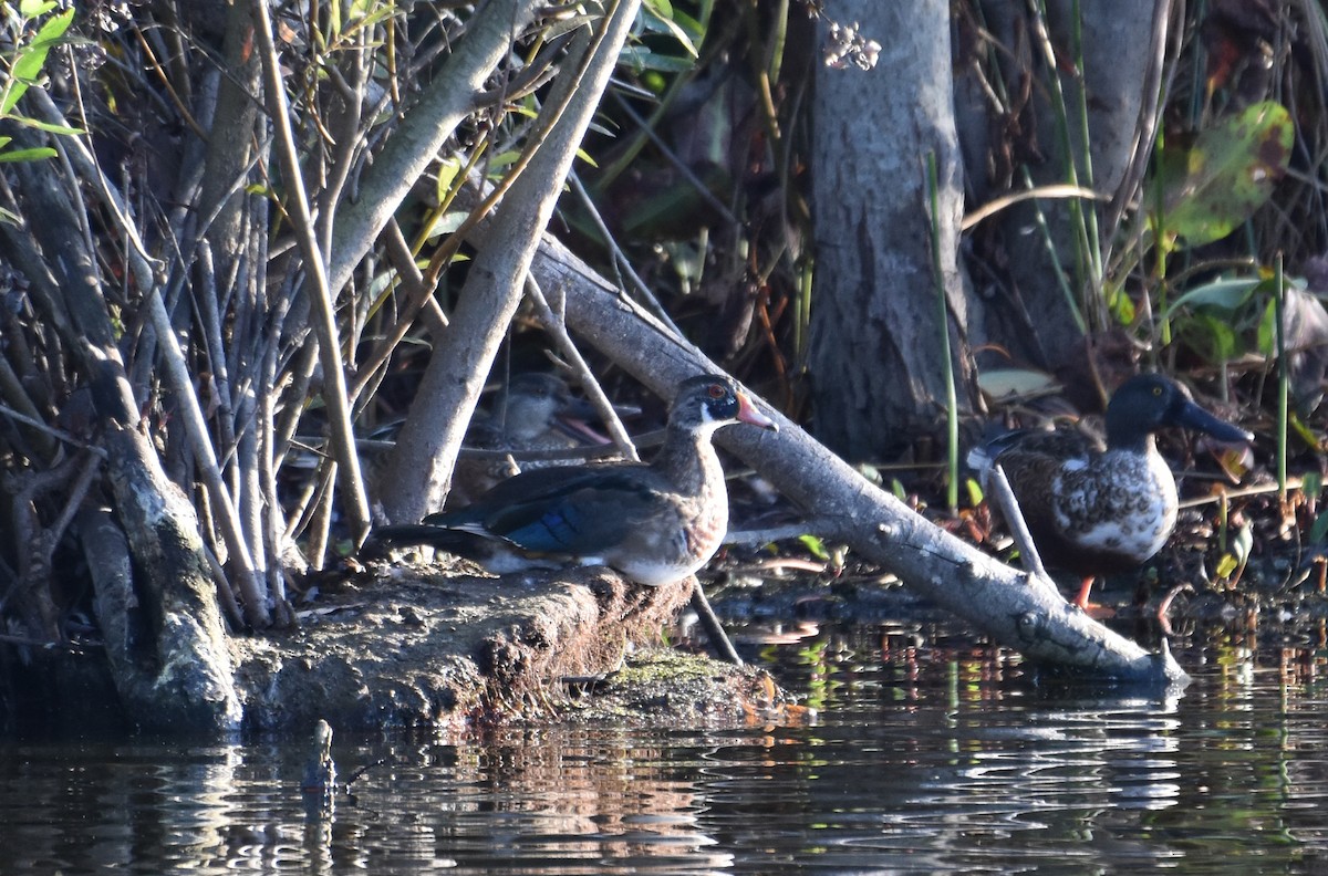 Wood Duck - ML119278471