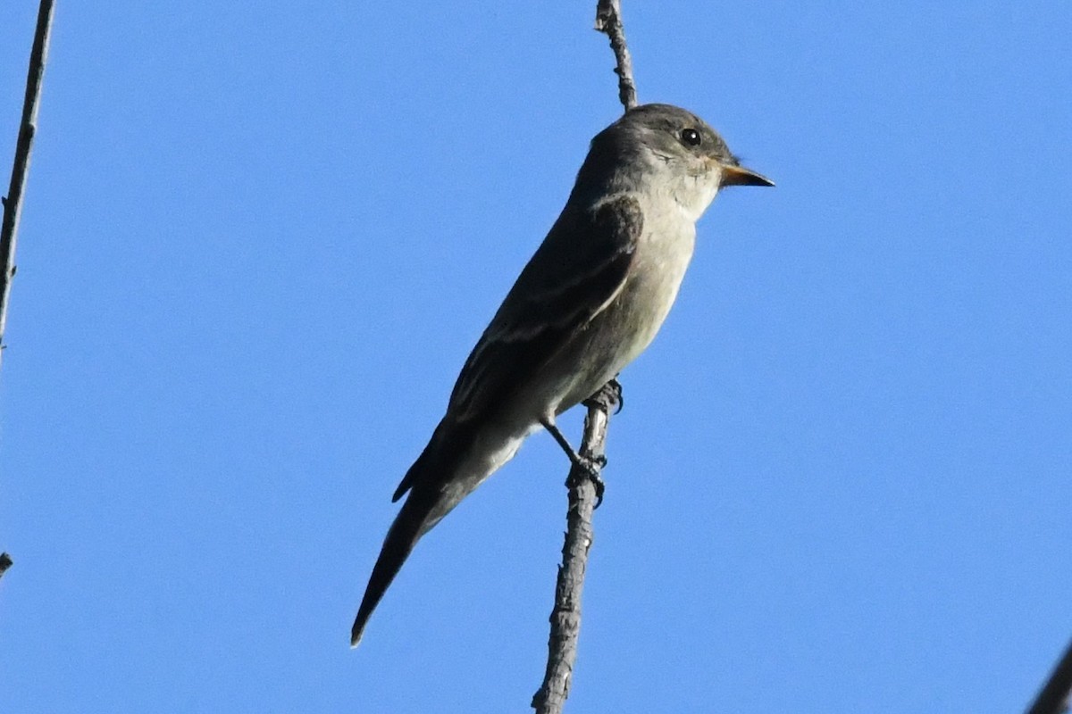 Western Wood-Pewee - Cathryn Dippo