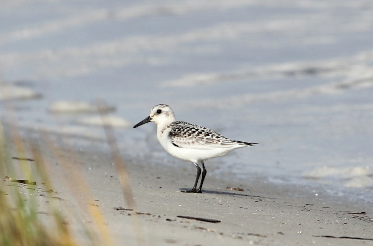 Sanderling - ML119280291