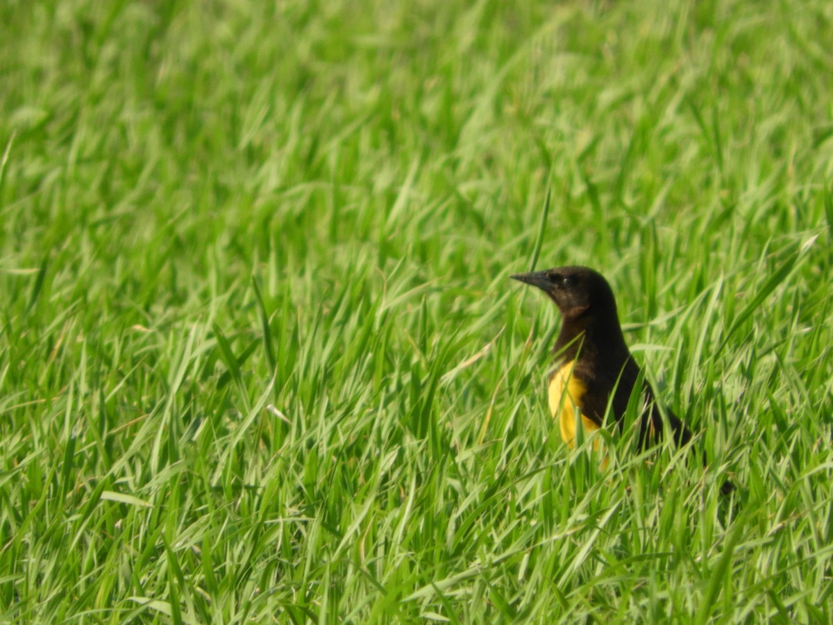 Yellow-rumped Marshbird - ML119283051