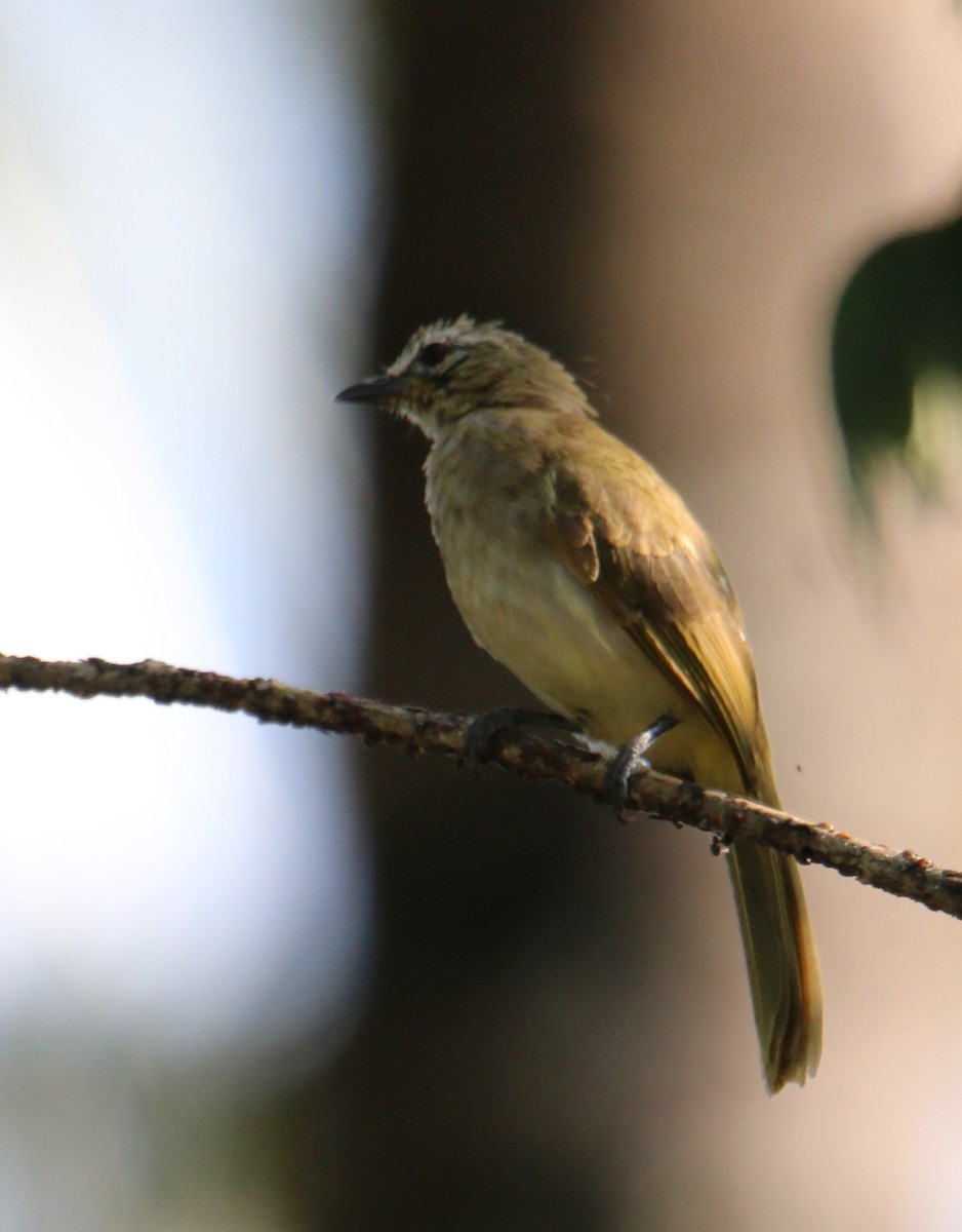 White-browed Bulbul - ML119283211