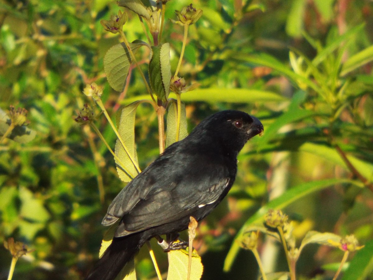 Cuban Bullfinch - ML119283541