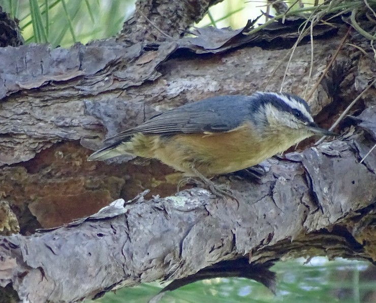 Red-breasted Nuthatch - ML119284061
