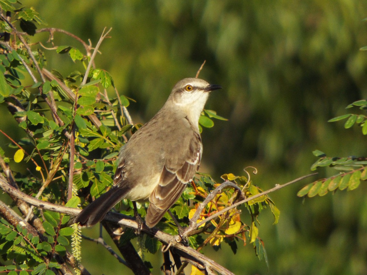 Northern Mockingbird - ML119284301