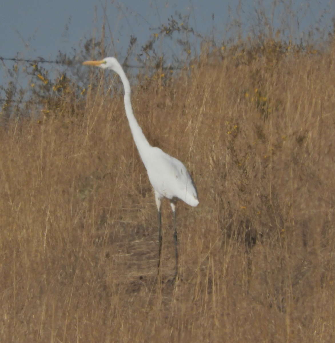 Great Egret - ML119286151