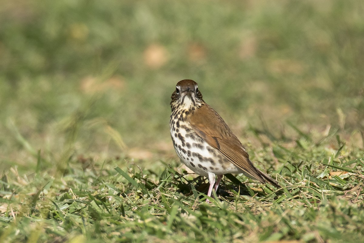 Wood Thrush - ML119286951