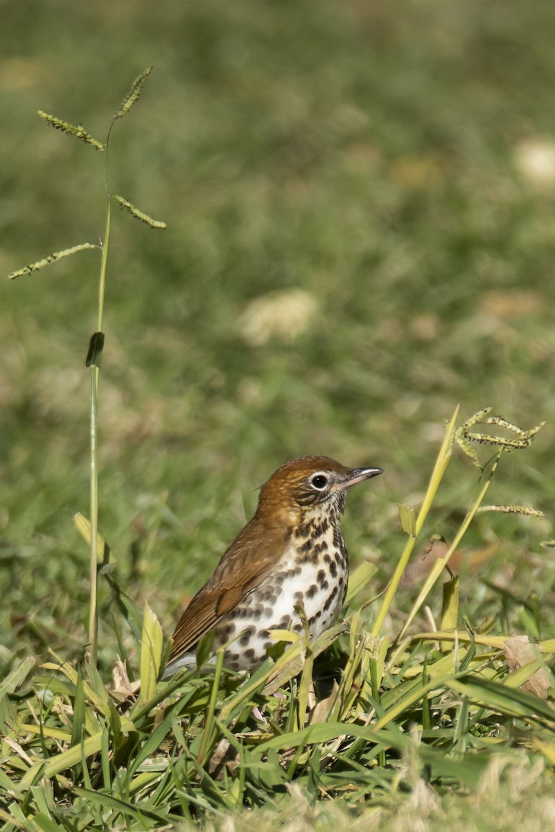 Wood Thrush - ML119286961