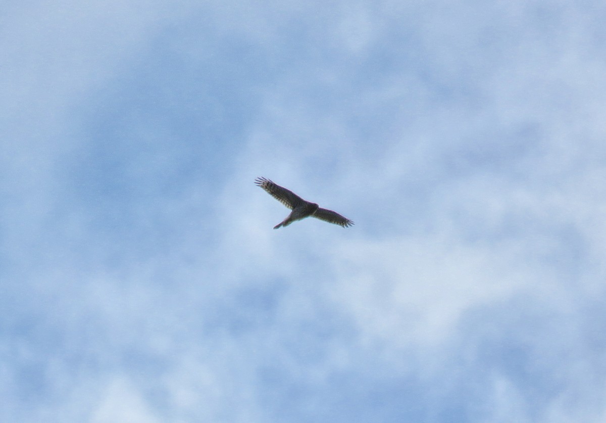 American Goshawk - ML119287931