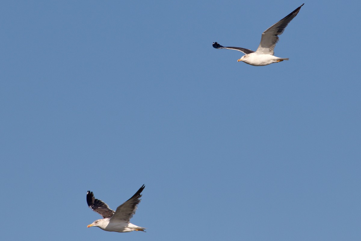 Бэсрэг цахлай - ML119288131