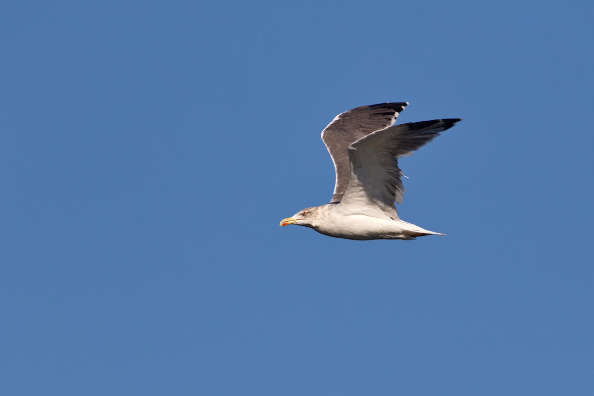 Бэсрэг цахлай - ML119288181