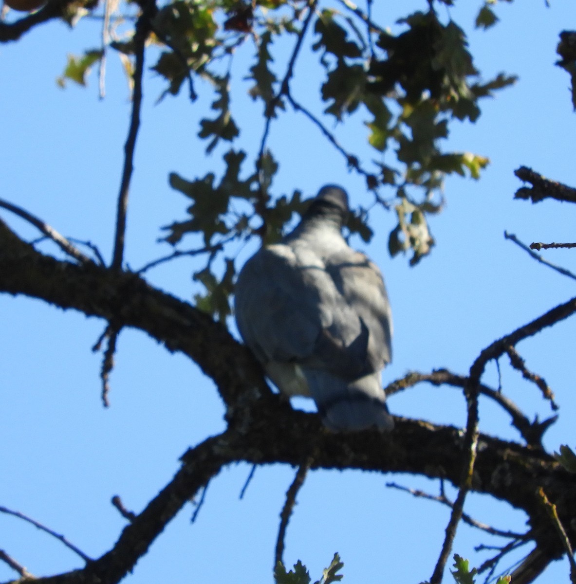 Полосатохвостый голубь - ML119289061