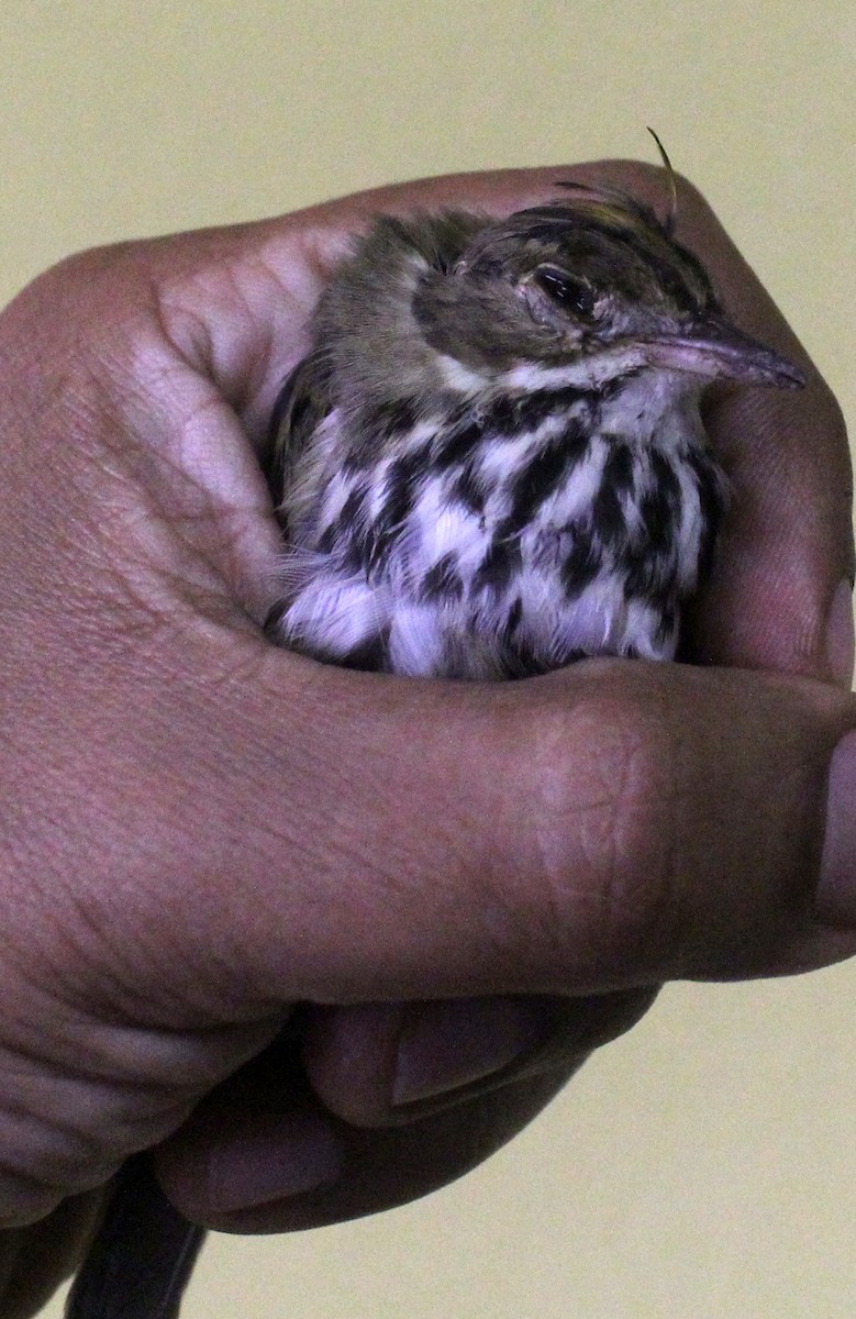 Ovenbird - ML119289791