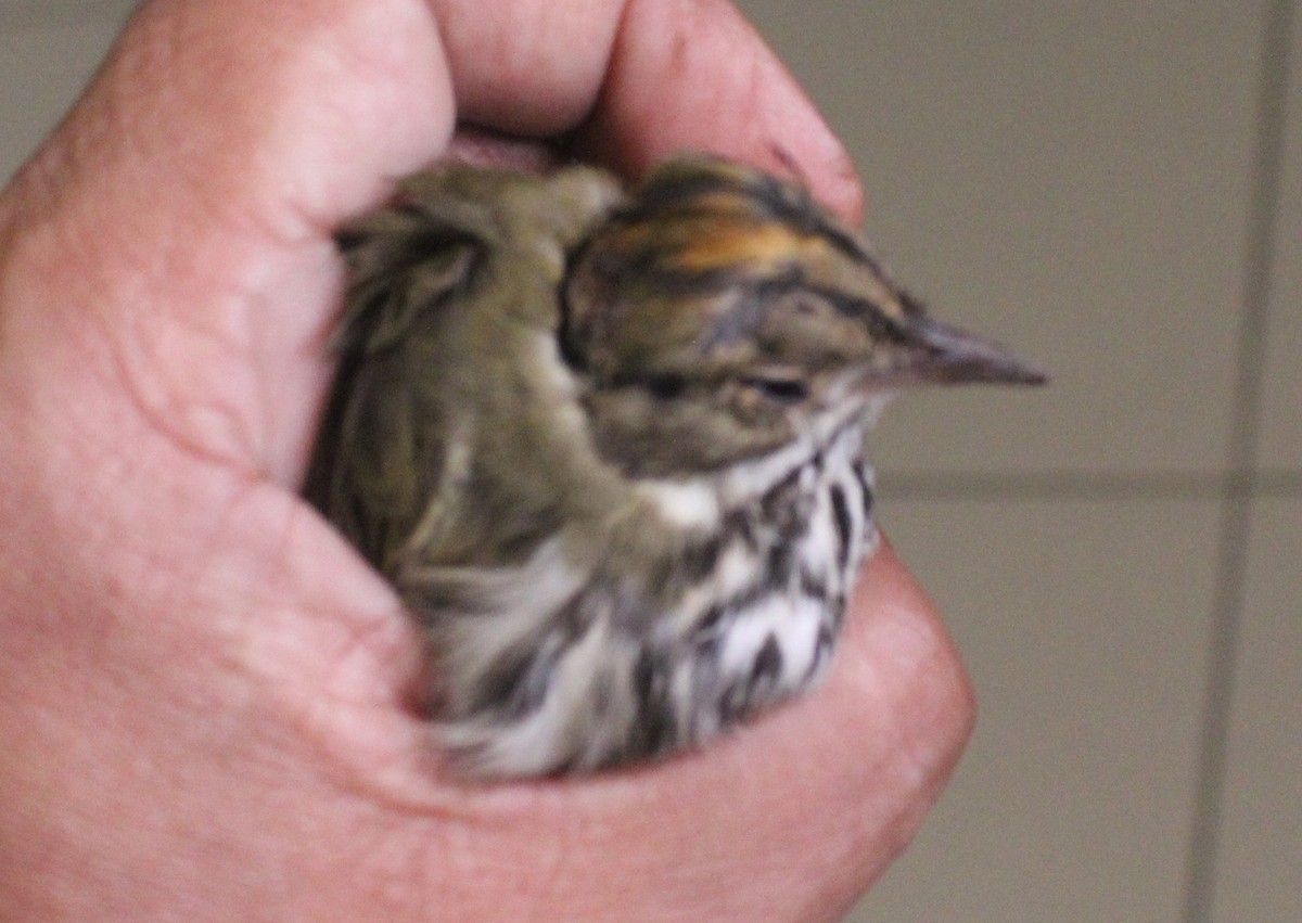 Ovenbird - ML119289811