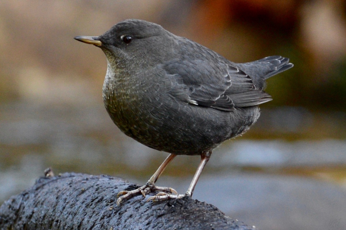 American Dipper - ML119290261