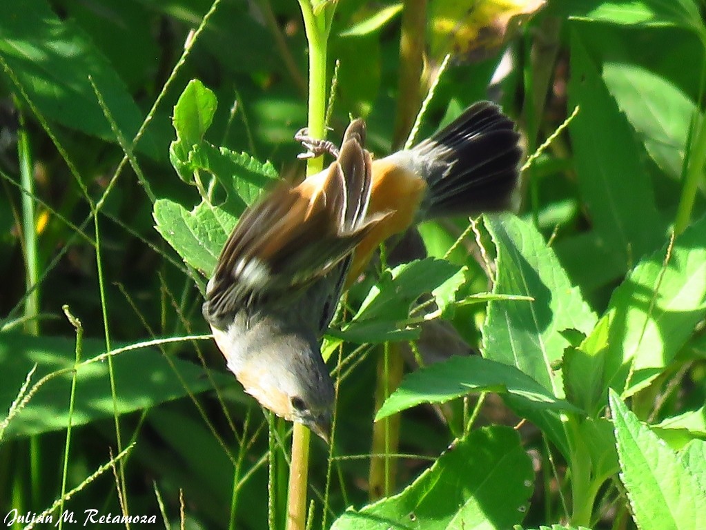 Tawny-bellied Seedeater - ML119290641