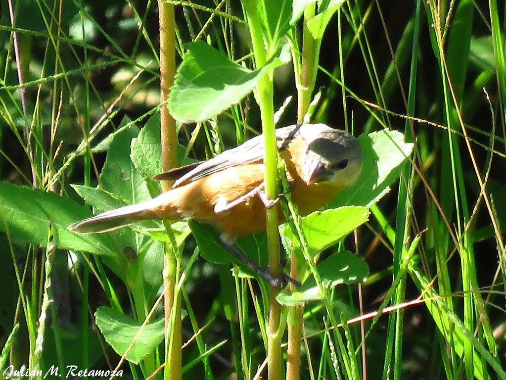 Tawny-bellied Seedeater - ML119290651