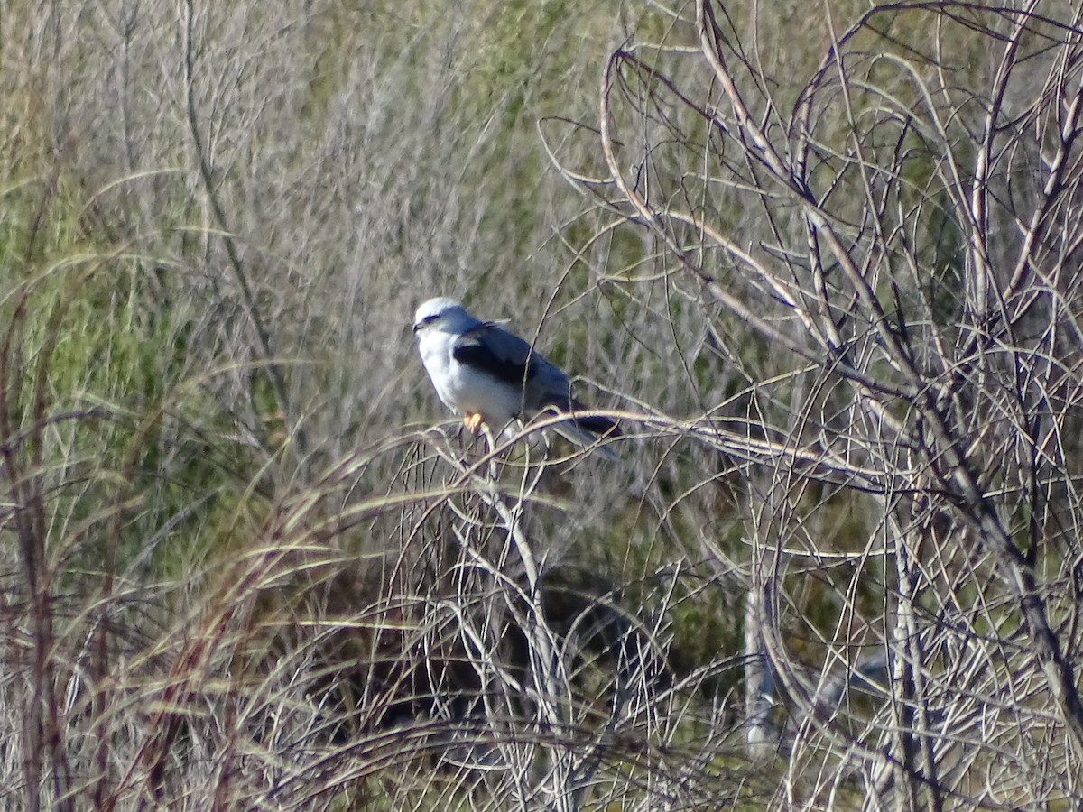 White-tailed Kite - Robin Roberts