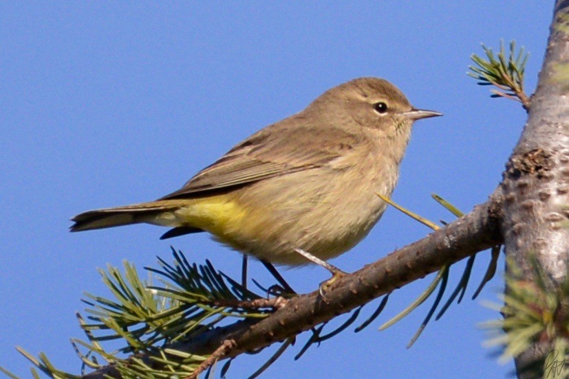 Palm Warbler - ML119291101