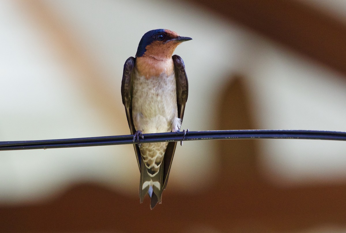 Pacific Swallow - ML119292761