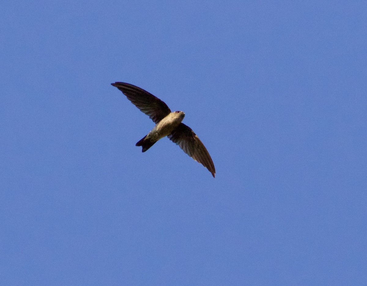 Sulawesi Swiftlet - ML119293121