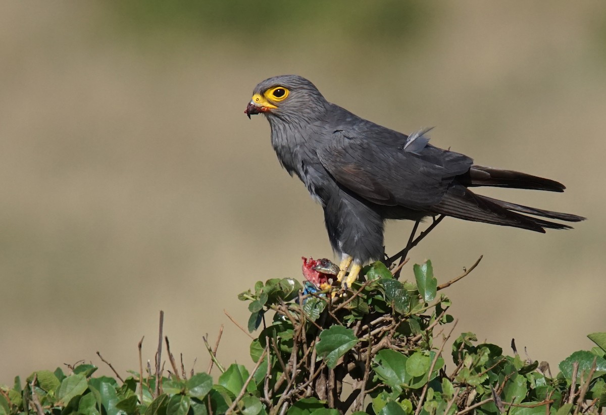 Gray Kestrel - Doris Guimond et Claude Gagnon