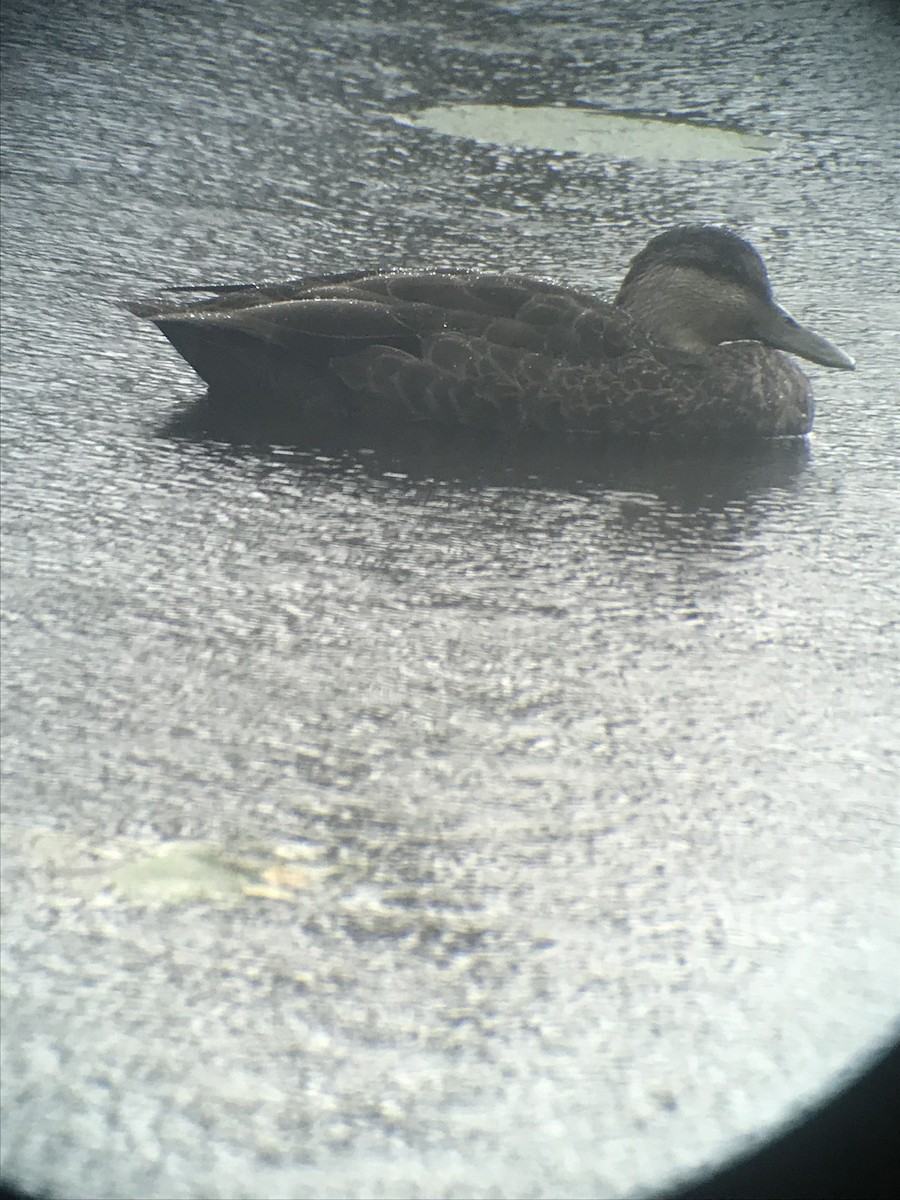 American Black Duck - ML119294171